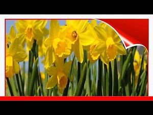 18 Yellow-Flowering Plants For Your Garden 🛋️