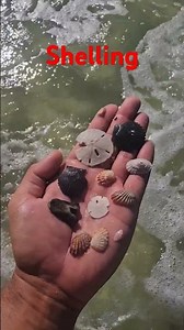 Shelling in Panama City Beach, shell island. Best place for shells.