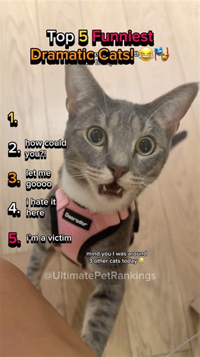 Top 5 Funniest Dramatic Cats! 🤣 You’ll Relate to #1!