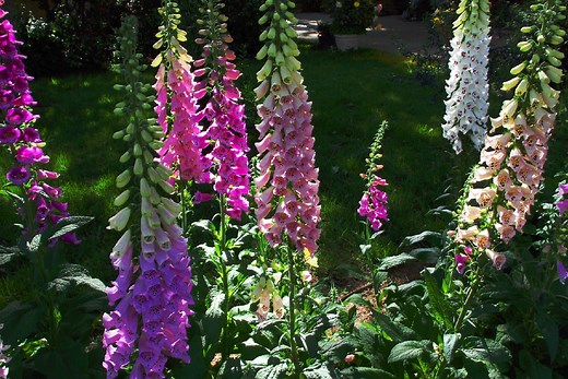 3 Plants That Look Like Foxglove
