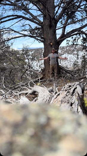 a shitty specie of tree | Nils Martinsson