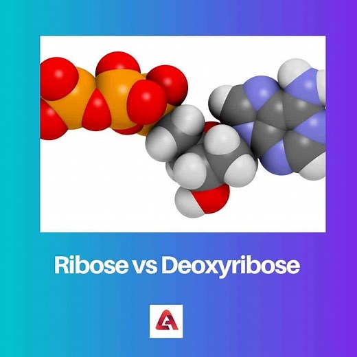 Ribose vs Deoxyribose: Difference and Comparison