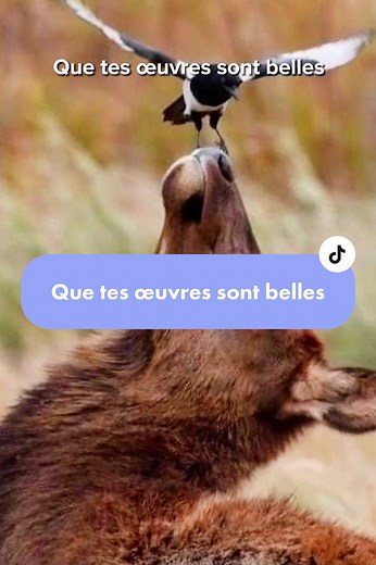 Chant Catholique : Que Tes Œuvres Sont Belles