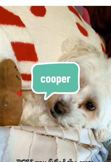 It’s Cooper’s world and I’m just living in it. 😂 #havapoo #cratetraining #puppies #bedbugs #dogmom