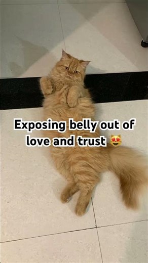 How Cats Say “I Love You” #cat #funny #cute #catshorts #catlove