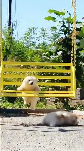 😂 Funniest Dogs Ever | Try Not to Laugh 🐶 | Cute Dog Compilation #funnycaptions#funnycute #funnypost