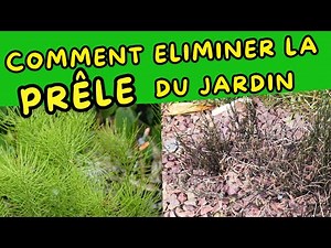 How to eliminate horsetail, simple and quick