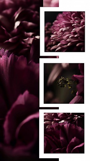 Flowers Macro #fotografie #hobbyphotography #canon #picture #canoneos200d