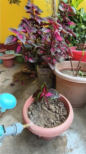 How To Pruning And Propagation Coleus plant from Cutting 🧑‍🌾✨🪴#foodandflowers #ytshorts #shorts