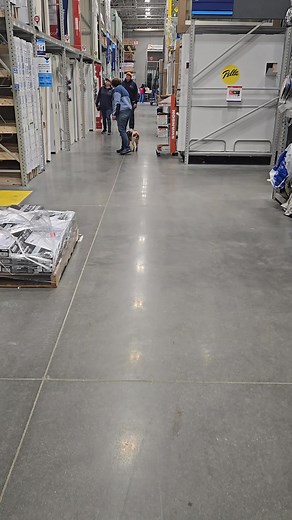 Molly's first lesson at lowe's She's a little skittish and did awesome for her first day #puppylovedogtraining #dogtraining #gooddog #mixedbreeddogs | Puppy Love