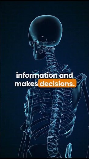 The Nervous System Explained Simply | Brain, Neurons & Signals