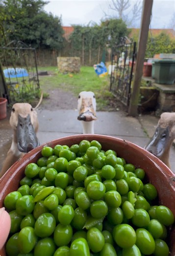 qwack_pack (@qwack_pack)’s video of Peas And Rice