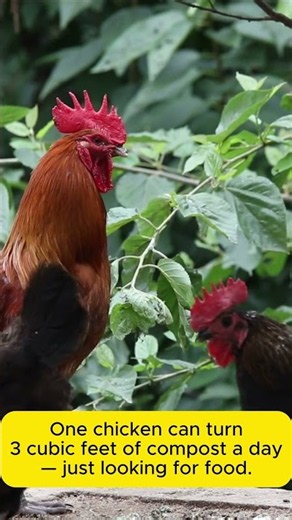 Your Compost Pile Needs a Chicken