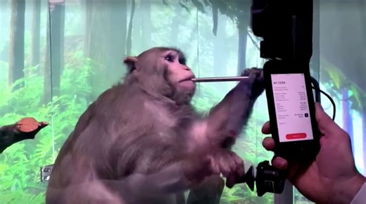Neuralink sued over 100s of photos of monkeys in 'painful experiments'