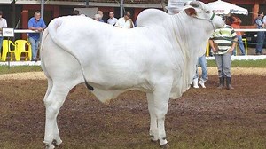 Ongole Cattle: All You Need To Know About This Breed With Disease Resistance & High Milk Production