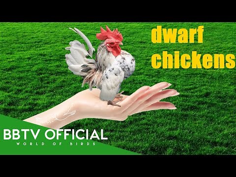 10 Bantam Chickens And Roosters Kikirikis Part 1 | BBTV Official | Wildlife Documentary