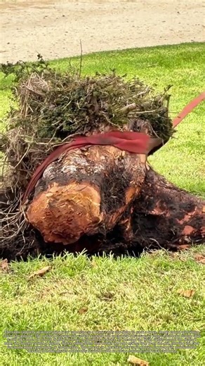 Pulling a Tree Stump: How a Car and Tow Strap Clear Yard Roots Efficiently