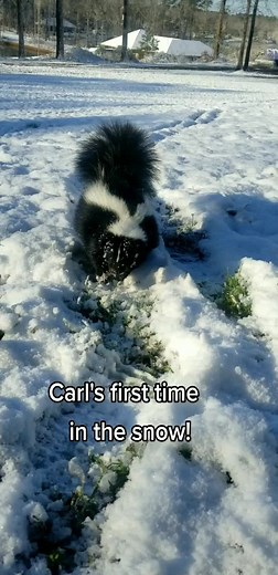 Carl's First Snowfall Experience | Cute Skunk Baby Playing in the Snow