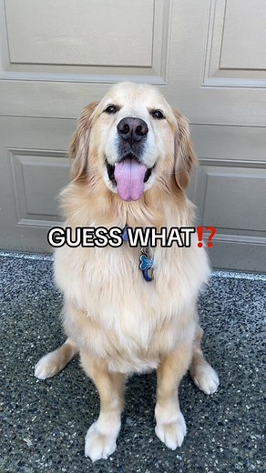 King Buddy’s TV Debut on Global News BC | Vlog Celebration with Blueberry Margaritas! WATCH THE FULL VIDEO ON YOUTUBE!! LINK IN BIO 🤗 #kingbuddy #goldenretriever #globalnews #dogsoftiktok #blueberrymargaritas #dogvlog #fyp #globalbc #debut #vlog