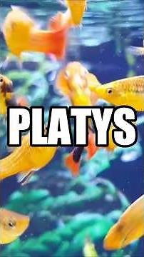 Why does everyone love Platys?
