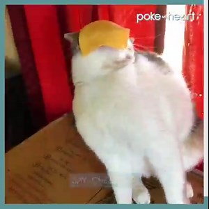 Cats love cheese! #pets #cheese #hilarious #cats | Poke My Heart