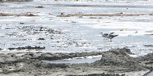 Bird Key-Stono Seabird Sanctuary almost complete in time for nesting season
