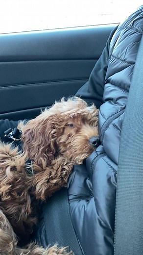 Going home🐾 #cockerpoo #dog #dogsofttiktok #fyp