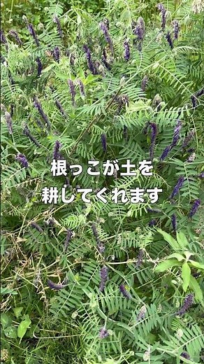 風に揺れるヘアリーベッチ。耕さない畑の、天然の肥料！#shorts #自然農法 #家庭菜園 #農業