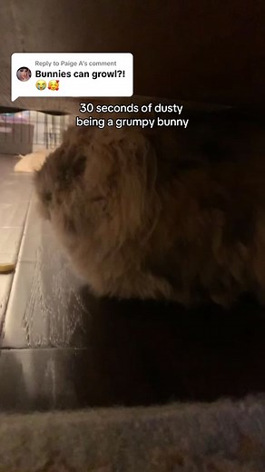 Replying to @Paige A 30 seconds of dusty being a grumpy bunny. yes bunnies can growl! #bunny #petbunny #rabbitsoftiktok #bunniesoftiktok #petrabbit #lionheadbunny
