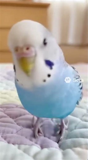 Cutest Cookie Song Ever 🍪🎶😍 #budgiebop