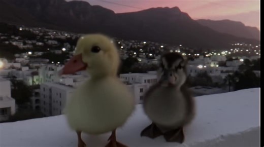 Adorable Parrots Showcase Their Charm
