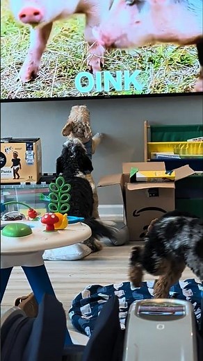 Cavapoos Barking at TV Pigs! Luna and Loki Defend the House from Ms. Rachel Show 🤷😅
