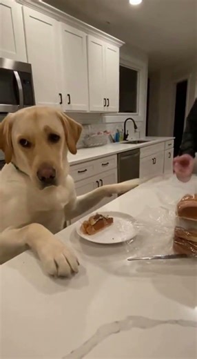 Guilty Lab Caught Stealing Food... Epic Side-Eye! 😂🐕🍔