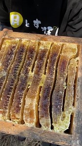 Daise Honey(japanese Honeybee Raw Honey) - Etsy