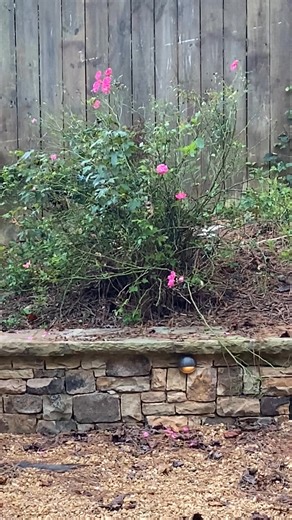 1.4K views · 17 reactions | Astro come out from wherever you are handsome boy! | TLC Pet Rescue | Facebook