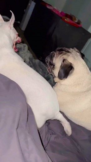 Hellhound Chihuahua: Unveiling the Terrifying Truth About Demon Dogs