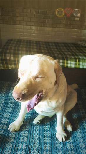 Duniya ke Sabse Pyare Labrador Dogs | Cute Labrador Compilation