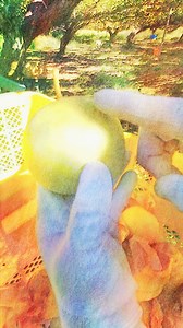 二十世紀梨には上から秀品（赤秀）、優品（青秀）、無印、規格外といった等級があります。選別の仕方と食べ頃の梨について解説します※2024年 二十世紀梨の販売は終了しております🙇‍♂️ 晩稲の梨はコチラ▶️ https://tottori-ichi.jp/index.php?view=4955 #とっとり市 #二十世紀梨 #動画 | とっとり市(いち)