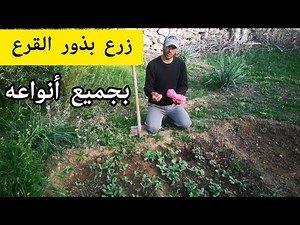 زرع بذور القرع بجميع انواعه طريقة الزرع حتى النقلة ثم غرسيها