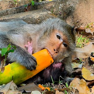 3.7K views · 101 reactions | Welcome new born baby monkey by mom Elsa | Beloved Monkeys Of Cambodia | Facebook