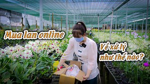 5.8K views · 172 reactions | CÁCH XỬ LÝ CÂY LAN MUA TỪ ONLINE. ĐỂ CÂY KHỎE MẠNH KHÔNG BỊ CHẾT. #hoalan #hoalandep #chamsochoalan | Vườn Hoa Lan Đẹp | Facebook
