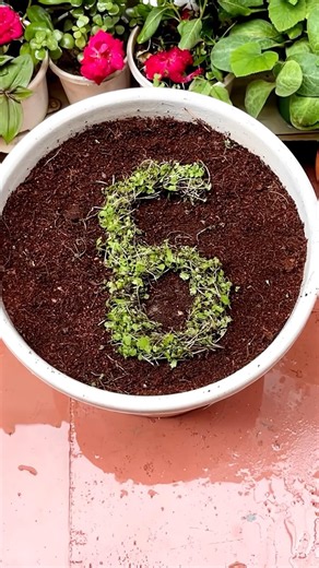 Growing The Number 👉6👈 With Microgreens 🌱 | So Satisfying!#shorts