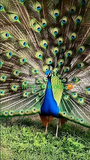 😡 Aggressive peacock 🦚#shorts #peacock