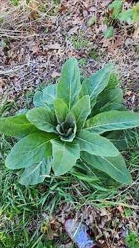 How I Clean, Dry & Store Wild Foraged Mullein Leaves and Roots