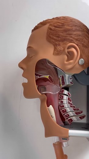 26K views · 348 reactions | The difference between a head tilt and Jaw Thrust #paramedic #paramedicstudent #paramedicproblems #studentparamedic #ems #emt #emtstudents | Master Your Medics | Facebook