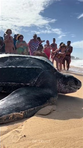 Incredible Animal transformations!