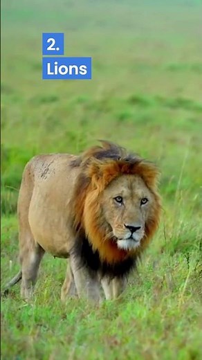 4 Animals That Can kill a Rhino | Rhino’s Worst Enemies | Rhino’s Toughest Opponents