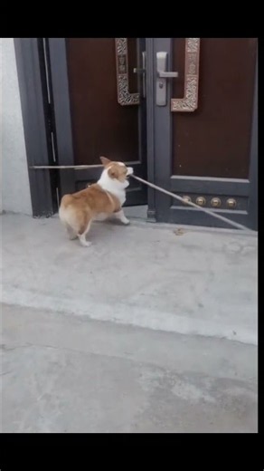 Corgis are super smart!