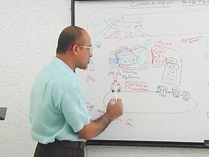 Complement System part 2 补体系统 免疫学（2）