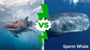 Whale Shark vs. Sperm Whale: Which Deep Sea Giant Would Win in a Fight?